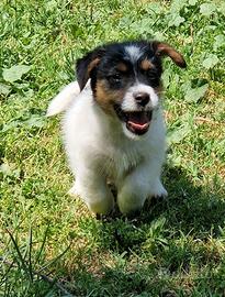 Jack russel terrier
