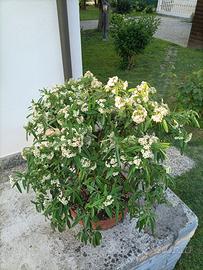 Prebonsai di piracanta angustifolia