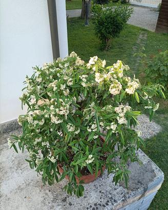 Prebonsai di piracanta angustifolia