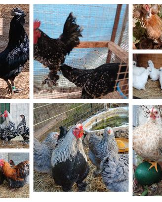 Galline ornamentali