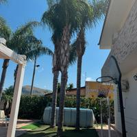 Regalasi cocus (palme)