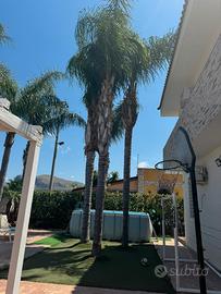 Regalasi cocus (palme)