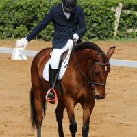 Cavallo
