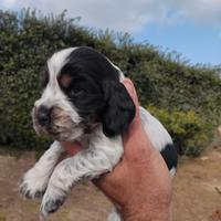 Cocker spaniel roani