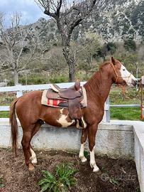 Cavalli Purosangue arabo e Paint Horse