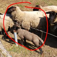 Pecora Suffolk con agnello