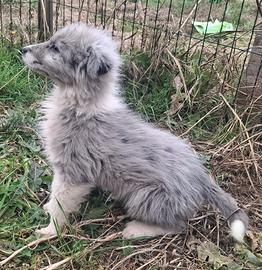 Cuccioli pastore della lessinia e del lagorai