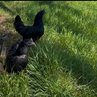 Galline cemani