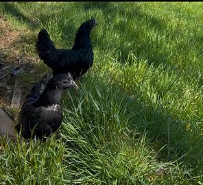 Galline cemani