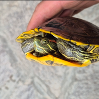 Tartarughe trachenis