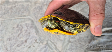 Tartarughe trachenis