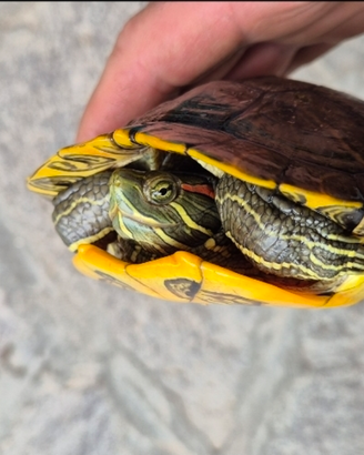 Tartarughe trachenis