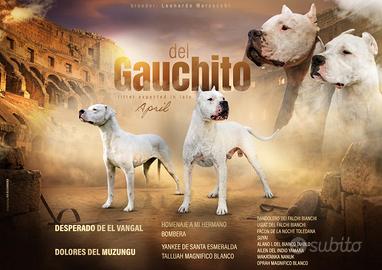 Cuccioli dogo argentino