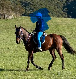Cavallo anglo arabo
