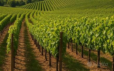 Rif.8882TG43028| terreno agricolo mazara del vall