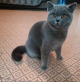 British Shorthair Adulta femmina sterilizzata