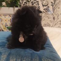 Pomerania