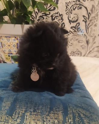 Pomerania