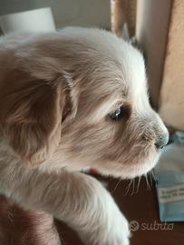 Golden retriever cuccioli con pedigree ENCI