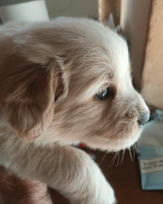 Golden retriever cuccioli con pedigree ENCI