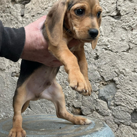 Cani da caccia
