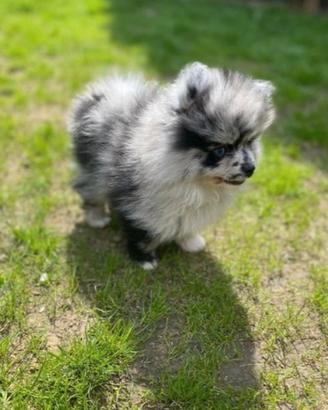 Cuccioli spitz pomerania merle M e F