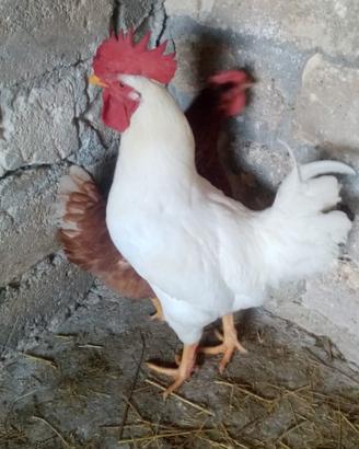 Gallo