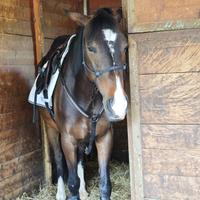 Pony da salto e dressage