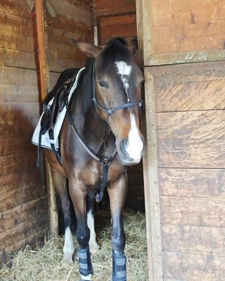 Pony da salto e dressage