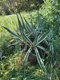 Piante di agave americana