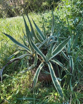 Piante di agave americana