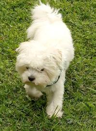 maltese maschio