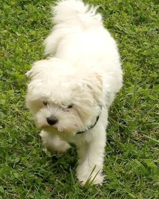 maltese maschio