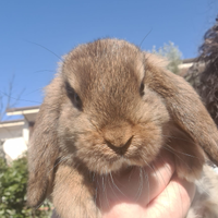 Cuccioli ariete nano colorazione grigio lepre con