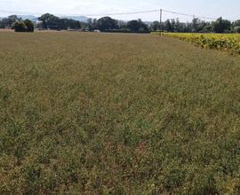 Terreno agricolo Montemarciano