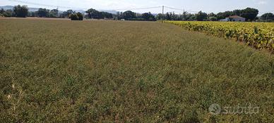 Terreno agricolo Montemarciano