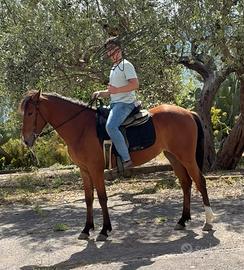 Puledra 2 anni