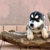 Cuccioli Husky
