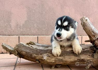 Cuccioli Husky