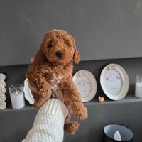 Cucciolo barboncino toy