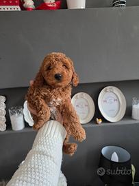 Cucciolo barboncino toy