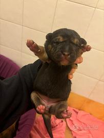 Cucciole mix sharpei/pastore tedesco e mamma