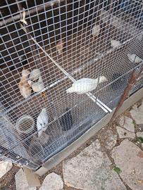 Pulcini di gallinelle e altro