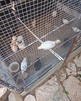 Pulcini di gallinelle e altro