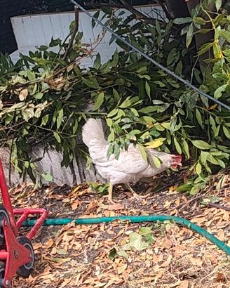 4 galline livornesi giá fanno uova da 1 mesetto