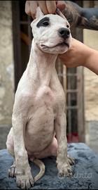 Cuccioli DOGO ARGENTINO