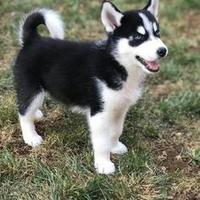 Husky Siberan