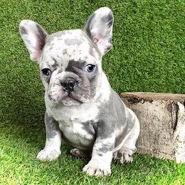 BULLDOG & BOULEDOGUE FRANCESE cuccioli MERLE