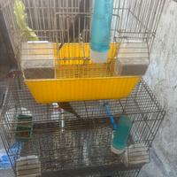 3 canarini con gabbie