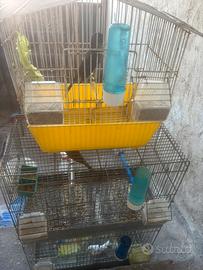 3 canarini con gabbie